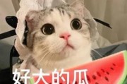 娱乐吃瓜君猫猫,揭秘娱乐圈那些不为人知的幕后故事